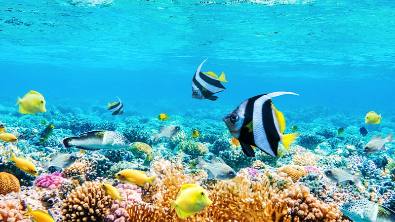 2019 Οcean Visions Summit